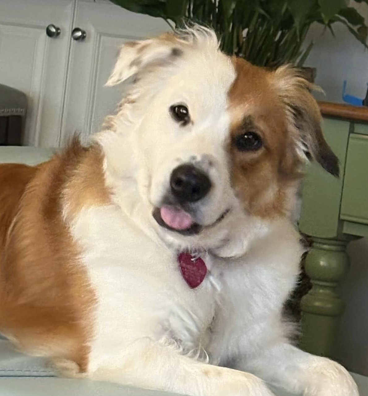 Savannahs Splash Squad