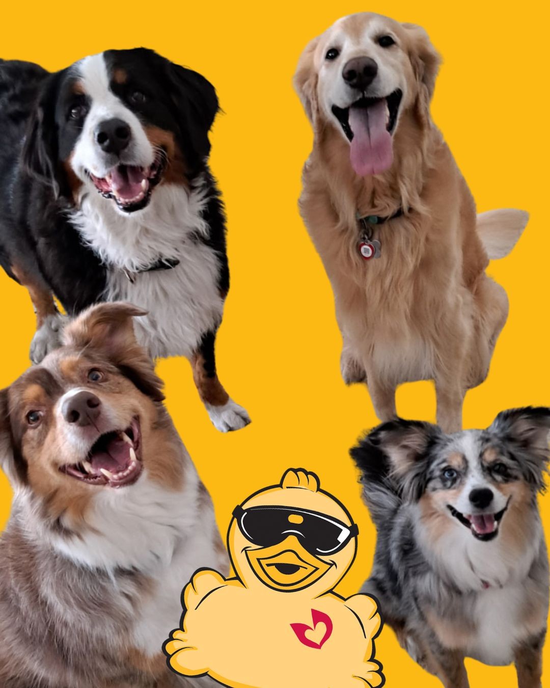 Fabulous 4 for Pace (Board Led Team)