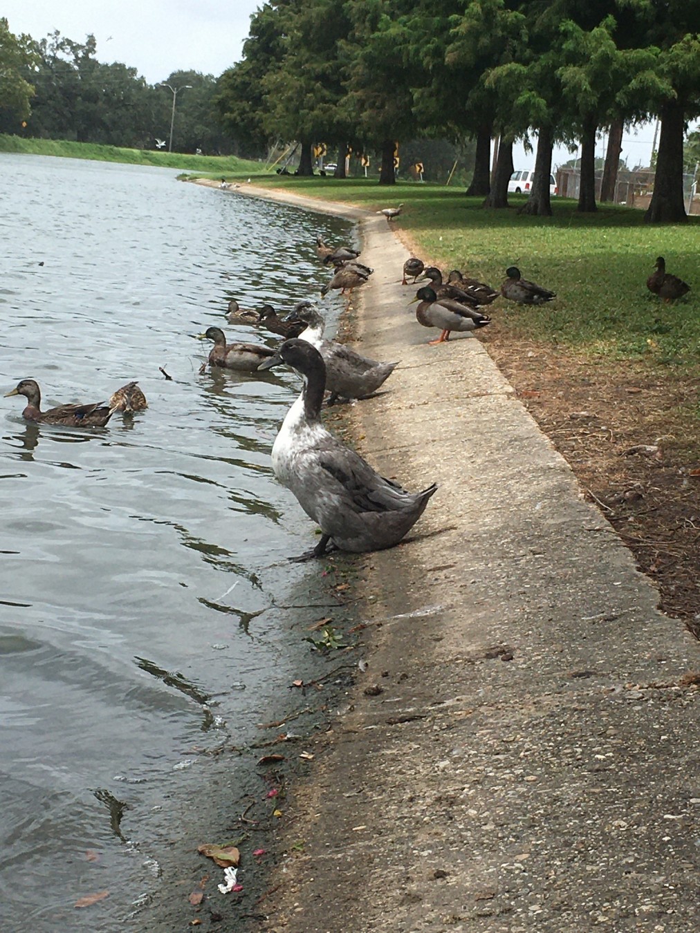 The Esplanade Ducks