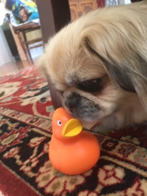 Dogs for Ducks