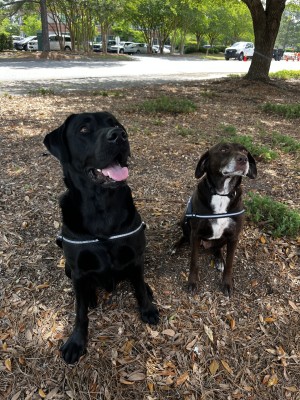RCC Therapy Dogs N.