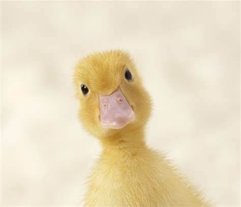 Ducktastic Ladies of the Night
