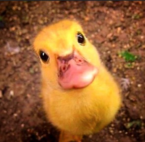 The Second Ducks Club