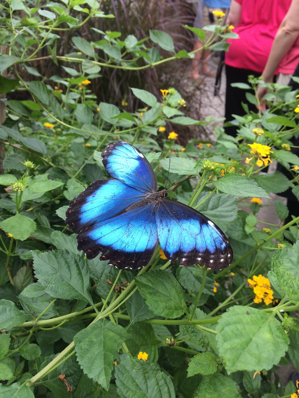 On Nathaniel's Wings