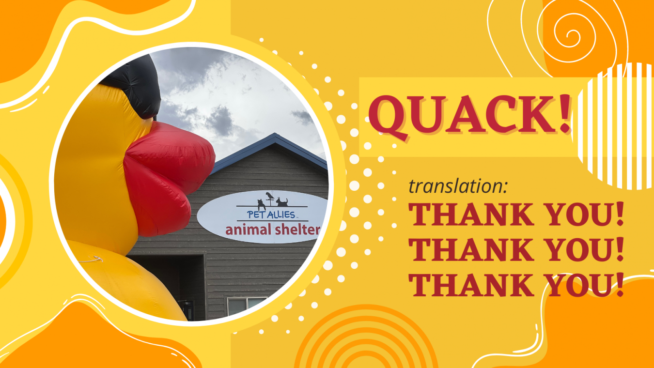 The Ducks Return in 2023. Winners this year were Wendy Kovacic ($2500), Ian Steel ($1000) and Kim Macaluso ($500). Each of them donated a portion of their winning back to Pet Allies! Thank you!!! 