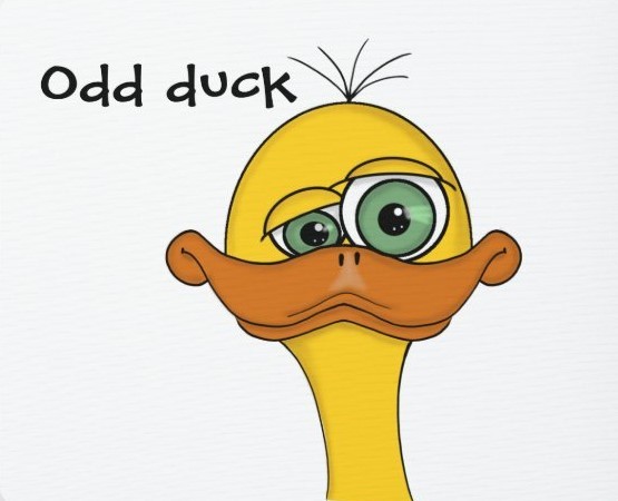 Perry's Odd Ducks