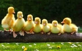 Donna's Ducklings
