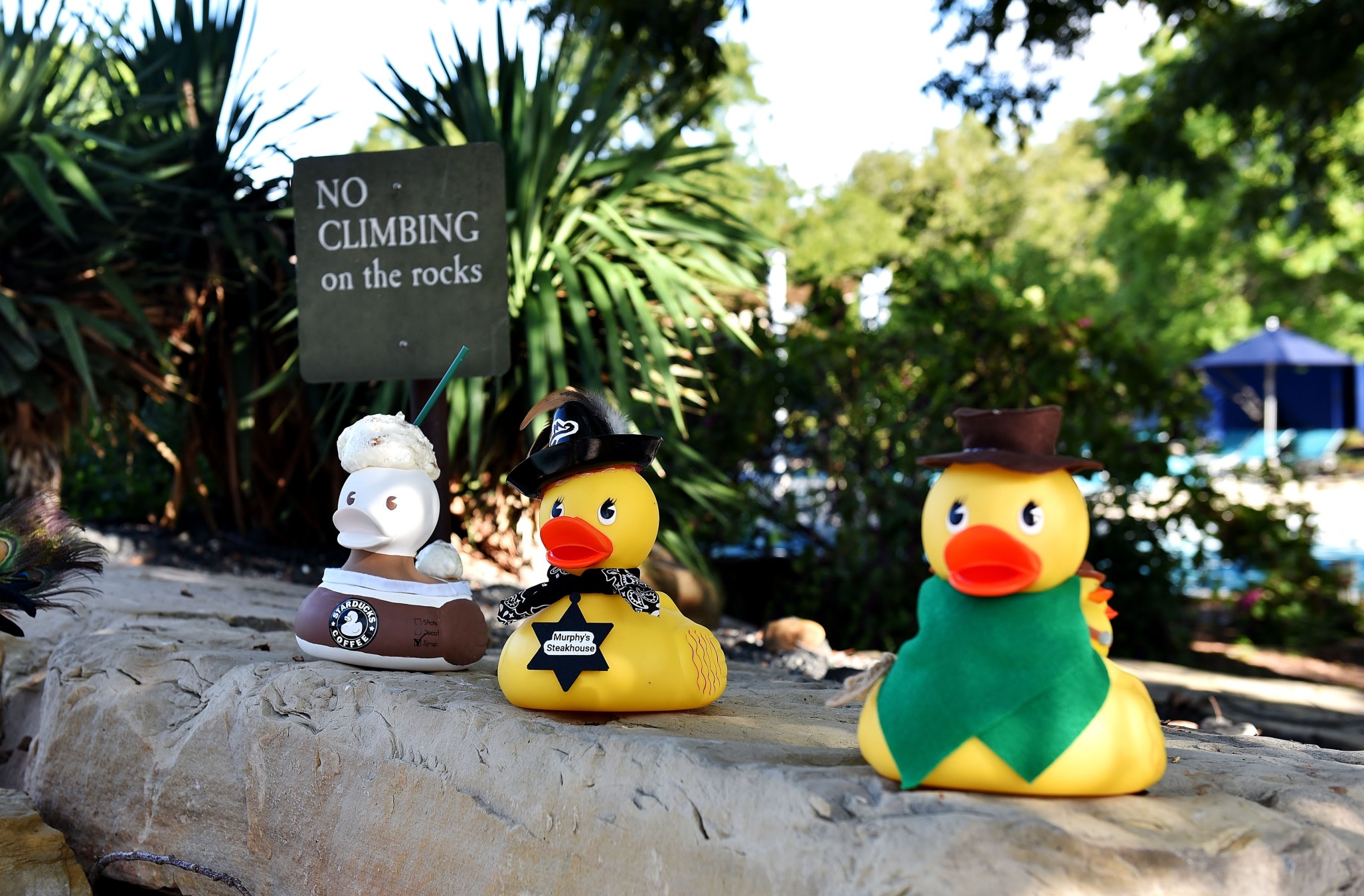 Talk to us about a Business Duck
