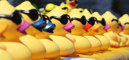 The ducks are coming...