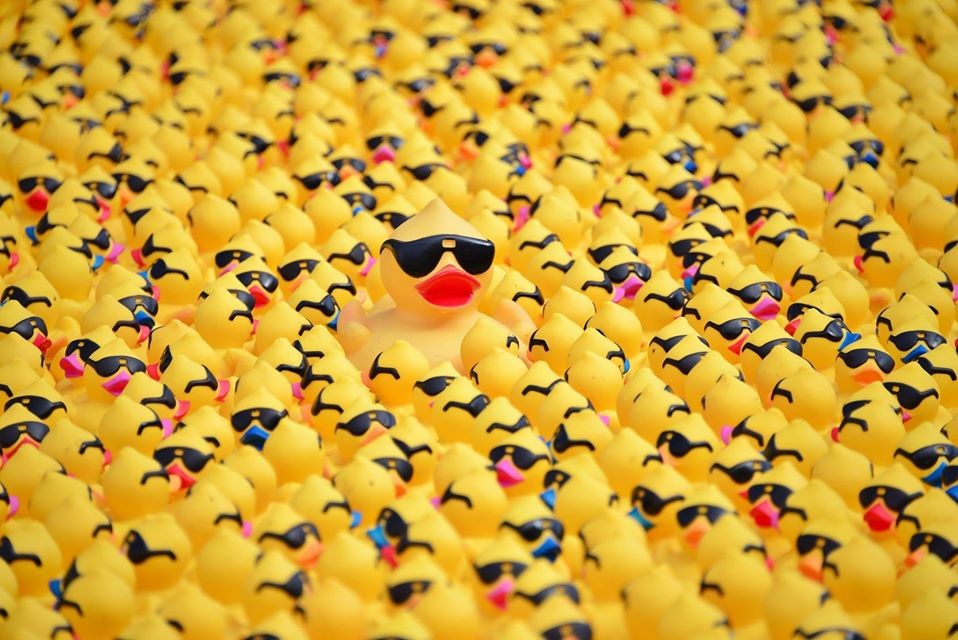 The Ducks Are Coming