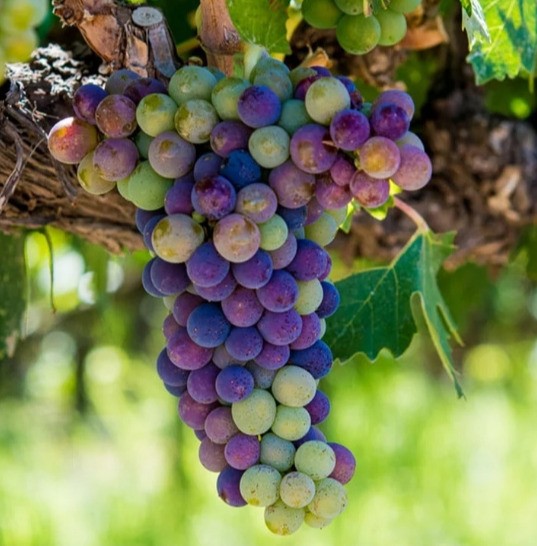 FREE Wine Tasting for 2 Offer