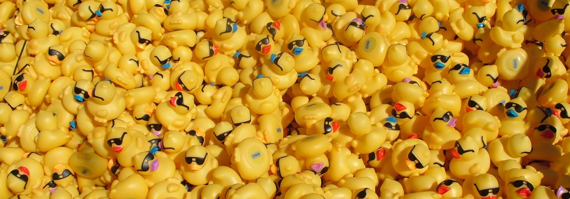 Adopt a duck or Two TODAY!