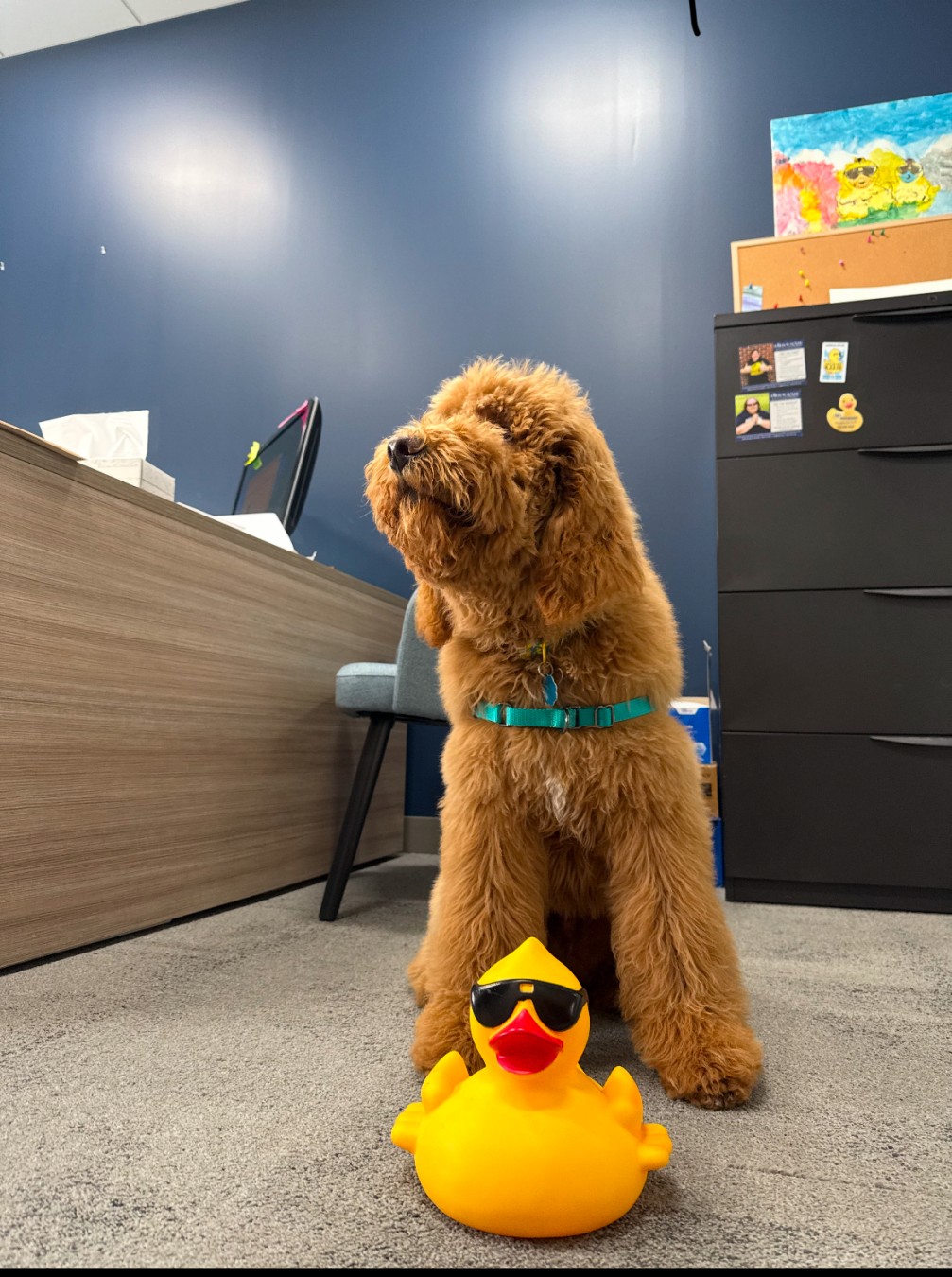 Linus' Quacktastic  Ducklings