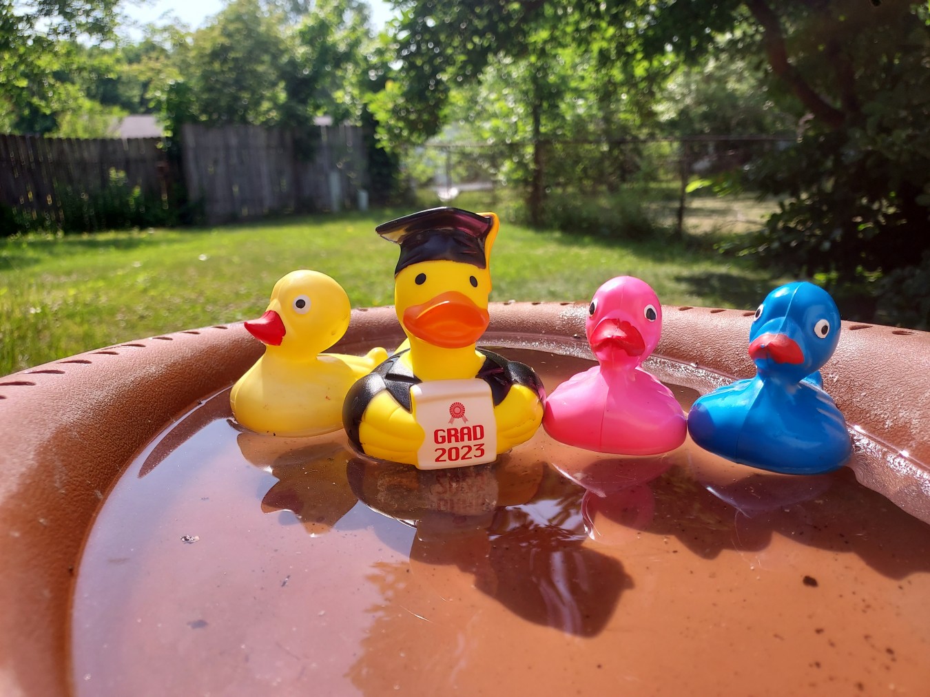 Dani's Ducks