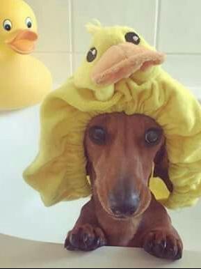 Weiner Dogs