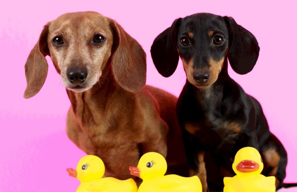Weiner Dogs