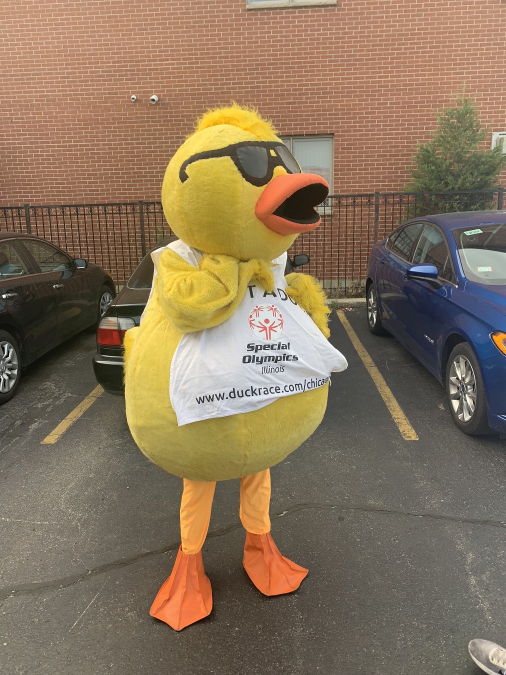 Ducks Worldwide
