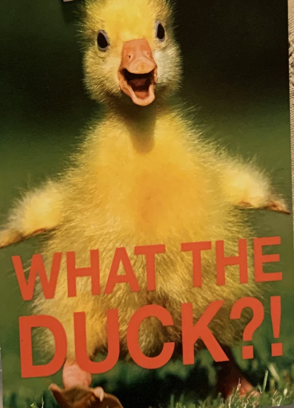 What the Duck!