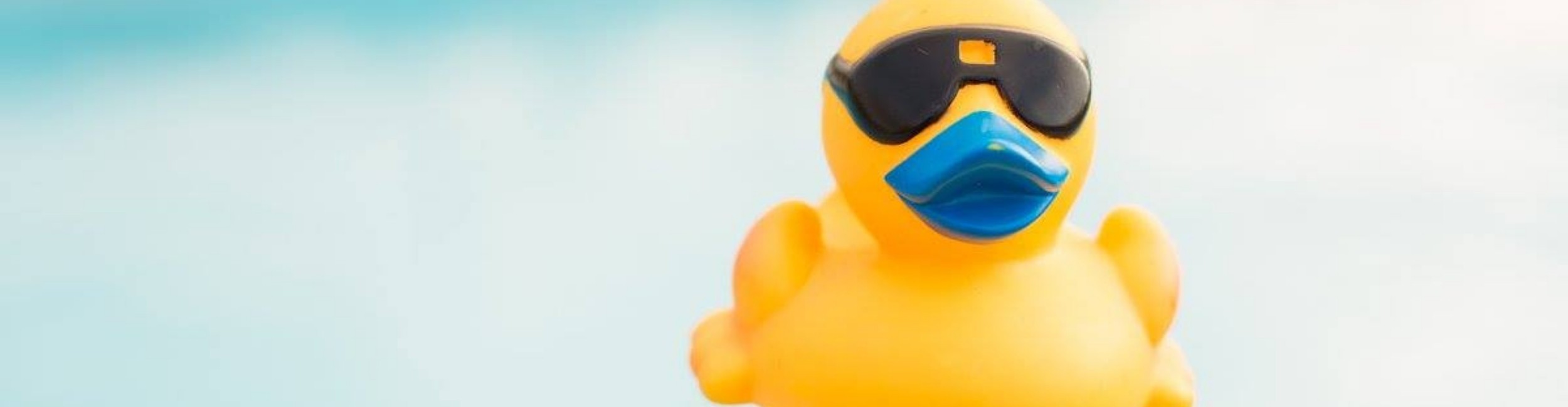 Adopt a Duck Starting Aug 6 